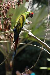 Great green macaw perched on a branch