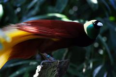 Greater Bird of Paradise in Bali Bird Park