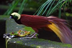 Greater Bird of Paradise male bird eating offerings at Bali Bird Park