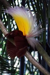 Greater Bird of Paradise male at Bali Bird Park