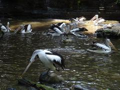 Pelicans at Bali Bird Park