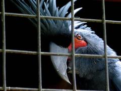 Palm Cockatoo behind cage bars