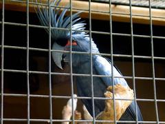 Palm Cockatoo at Bali Bird Park