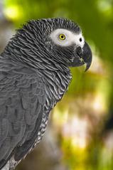 African Grey Parrot