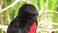 Pesquet's Parrot at Bali Bird Park