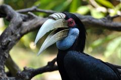 female Wreathed Hornbill at Bali Bird Park, Indonesia