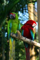 Two macaws at Bali Bird Park