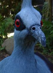 Western crowned pigeon at Bali Bird Park