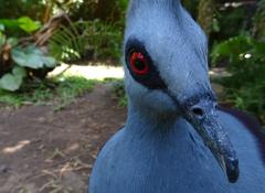 Western crowned pigeon at Bali Bird Park