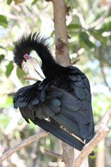 Wreathed Hornbill perched on a branch