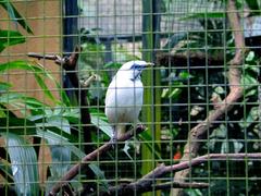 Bali Starling at Bali Bird Park