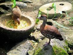 whistling-duck and female Golden Pheasant