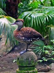 Spotted Whistling-duck Dendrocygna guttata on a branch