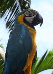 Blue-and-yellow macaw at Bali Bird Park