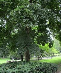 Rothschildpark in Frankfurt on a sunny day