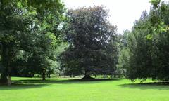 Old beech tree in the center of Rothschildpark, Frankfurt (2021)