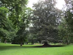 Old beech tree in the center of Rothschildpark, Frankfurt