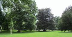 Old beech tree in the center of Rothschildpark Frankfurt