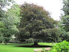 Old beech tree in Rothschildpark Frankfurt