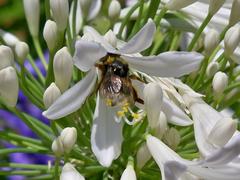 Buff-tailed bumblebee on Agapanthus africanus flower