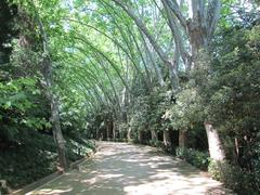 Jardín Botánico La Concepción tree-lined path