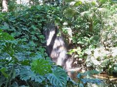 Cascade with monstera deliciosa in Jardín Botánico La Concepción