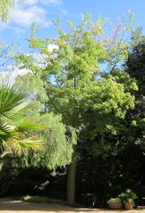 Flowering Ceiba pubiflora at Jardín Botánico La Concepción, Malaga, Spain