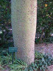 Trunk of Ceiba pubiflora at Jardín Botánico La Concepción, Malaga, Spain