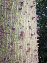 trunk of Ceiba pubiflora at Jardín Botánico La Concepción in Malaga, Spain