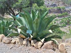 Agave salmiana var. ferox at Jardín Botánico-Histórico La Concepción in Málaga, Spain