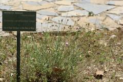 Centaurea carratracensis plant in Jardín Botánico La Concepción