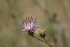 Centaurea carratracensis plant