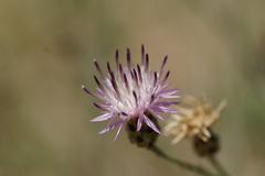 Centaurea carratracensis plant in Jardín Botánico La Concepción