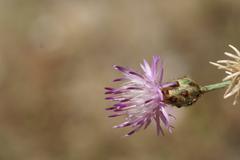 Centaurea carratracensis plant in Jardín Botánico La Concepción