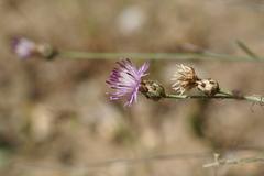 Centaurea carratracensis plant in Jardín Botánico La Concepción, Malaga