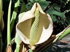 Monstera deliciosa flower