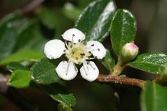 Cotoneaster horizontalis plant in Jardin Botanico La Concepcion