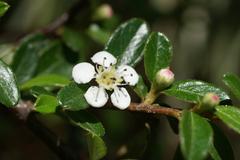 Cotoneaster horizontalis plant in Jardín Botánico La Concepción, Malaga