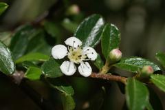 Cotoneaster horizontalis plant in Jardín Botánico La Concepción