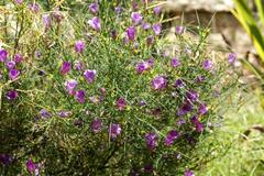 Alyogyne hakeifolia plant in bloom