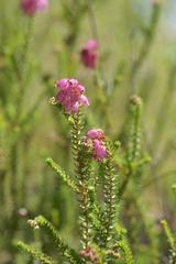 Erica andevalensis plant