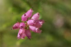 Erica andevalensis plant in Jardín Botánico La Concepción