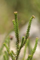 Erica andevalensis plant in Jardín Botánico La Concepción, Malaga