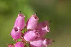 Erica andevalensis plant in Jardín Botánico La Concepción, Malaga