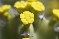 Euphorbia resinifera plant in botanical garden