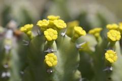 Euphorbia resinifera in Jardín Botánico La Concepción