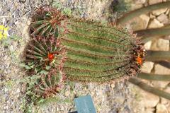 Ferocactus herrerae cactus in botanical garden