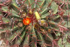 Ferocactus herrerae plant in botanical garden