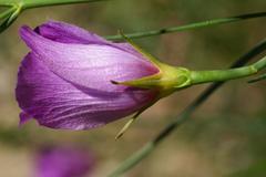 Alyogyne hakeifolia plant with purple flowers