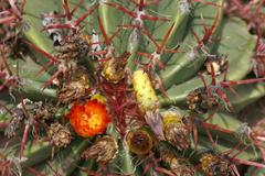 Ferocactus herrerae plant in Jardín Botánico La Concepción